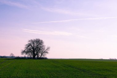 Mor gökyüzüne karşı yeşil bir tarlanın ortasında ağaç silueti