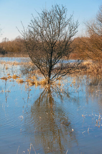 trees in the water in the flooded area by spring floods