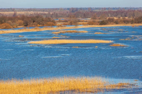 Paisagem Pitoresca Leito Rio Largo Entre Floresta Marrom — Fotografia de Stock