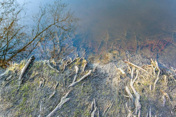 Bir Ağacın Köklerinin Soyut Görüntüsü Suya Arka Plana Gider — Stok fotoğraf