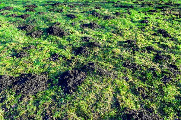 Mollen Heuvels Het Veld — Stockfoto