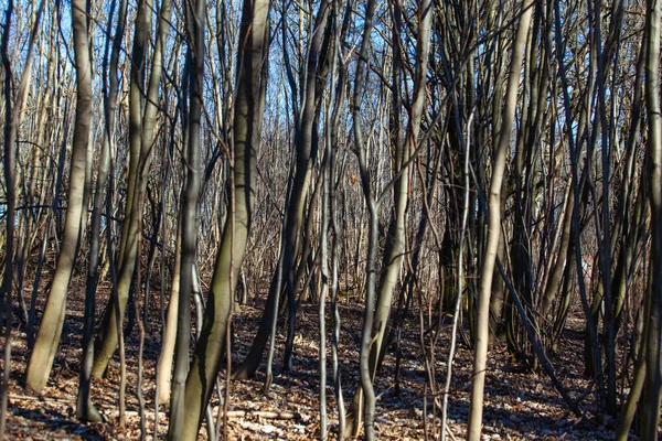 Troncos Árboles Delgados Bosques Densos — Foto de Stock