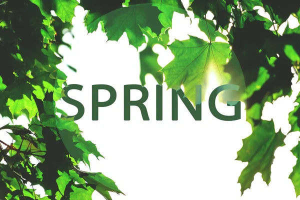 Bright Green Leaves White Sunny Background Inscription Spring — Stock Photo, Image