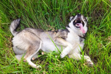 Neşeli, neşeli köpek yeşil çimlerin arasında yatıyor.
