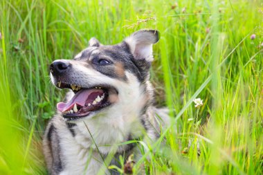 Ağızlıklı neşeli köpek yeşil çimlerin arasında