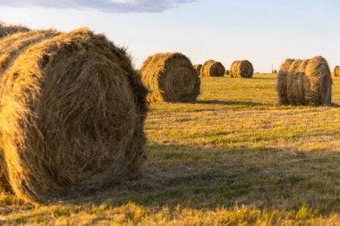 Sahada basılmış saman yığınları