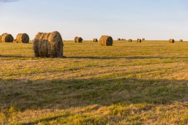 Sahada basılmış saman yığınları