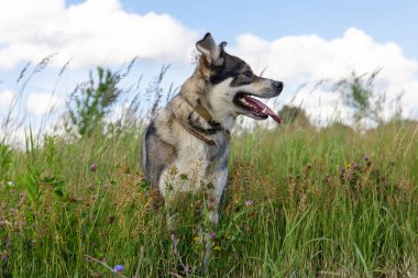 Güzel gri köpek yeşil çimlerin arasındaki bir çayırda duruyor.