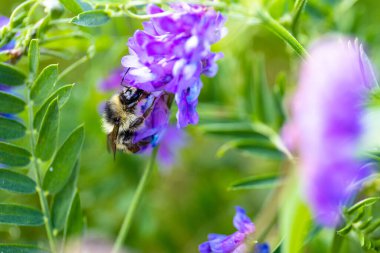 Arı mor bir çiçekte, parlak yeşil bir arka planda.