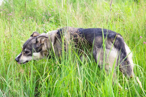 Cão Cinza Comendo Grama Verde — Fotografia de Stock