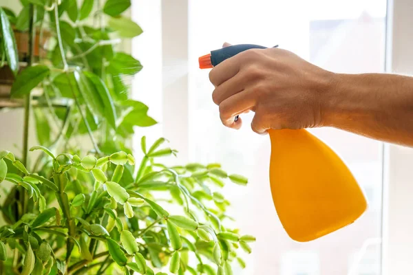 man\'s hand with a spray sprays water home plants