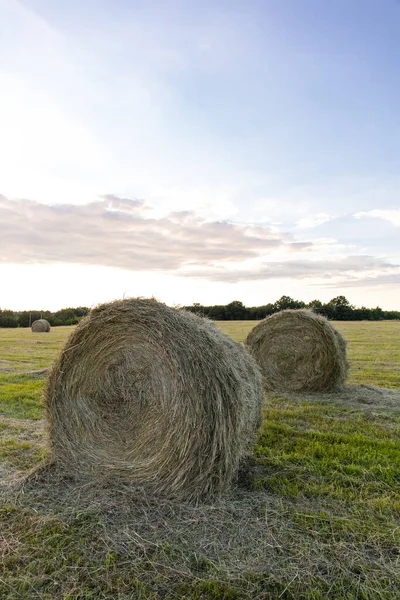 緑の畑で圧搾された干し草の丸い干し草 — ストック写真