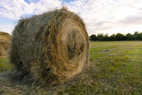 緑の畑で圧搾された干し草の丸い干し草 — ストック写真