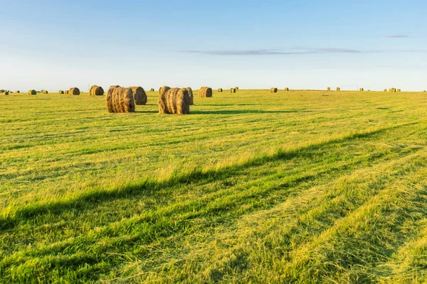 Pilas Redondas Heno Prensado Campo Verde — Foto de Stock