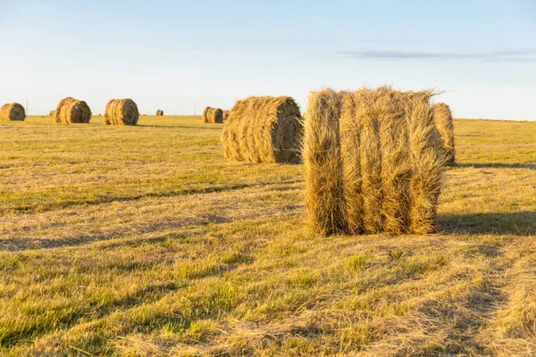 Pilas Redondas Heno Prensado Campo — Foto de Stock