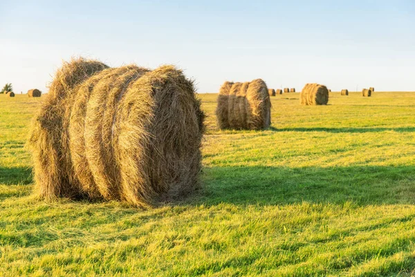 Stacks Pressed Hay Green Field — Stock Photo, Image