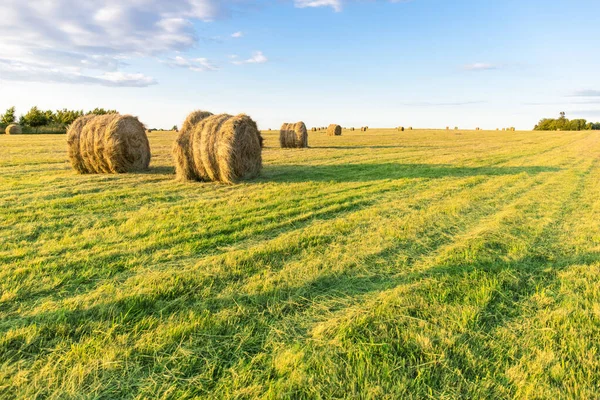 Pilas Redondas Heno Prensado Campo Verde — Foto de Stock