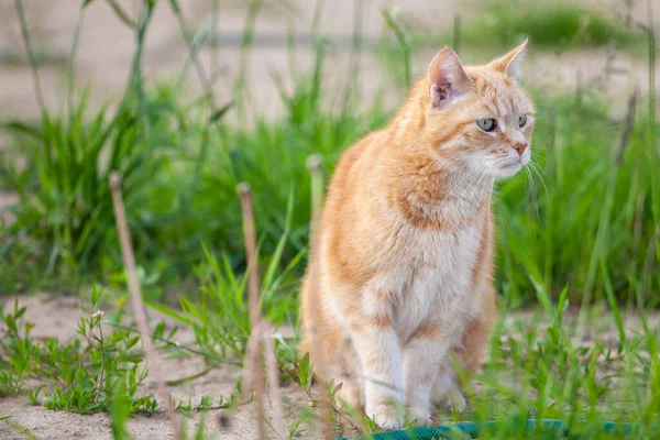 Beautiful Red Cat Sitting Grass — Stock Photo, Image