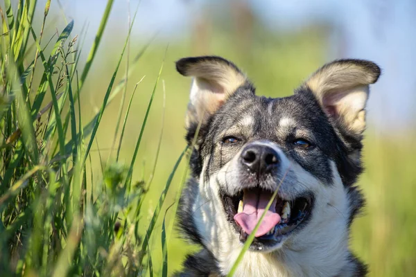 close-up gray face of a West Siberian husky on a green meadow