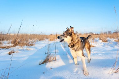 Güzel gri köpek güneşli bir günde karda duruyor.