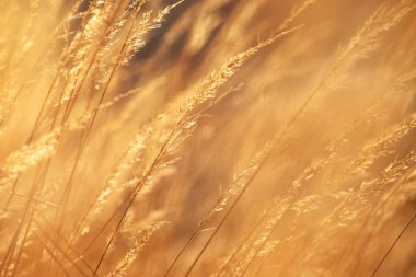 Güneşte sivri uçlu uzun altın çimenler