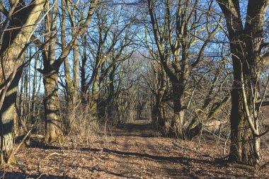 Yapraksız ağaçlarla dolu, sık ve gizemli bir ormanda toprak yol.