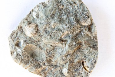 İçinde kabuk izleri olan çatlak taş, yakın plan.