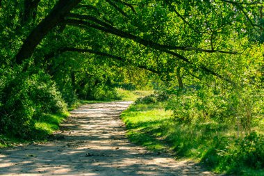 Parlak yeşil ormanda güneşli bir yol.