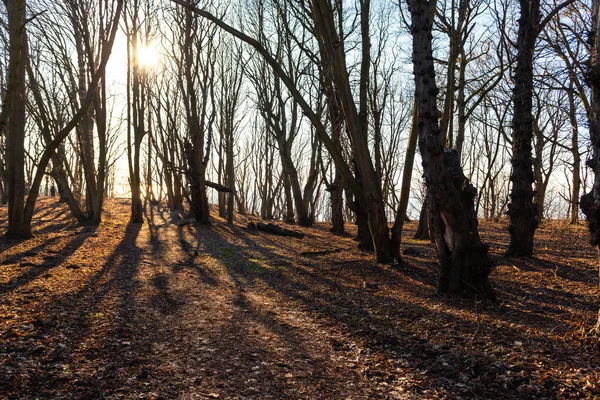 Kaunis Maaginen Kevät Metsä Auringon Säteet Puiden Välissä — kuvapankkivalokuva
