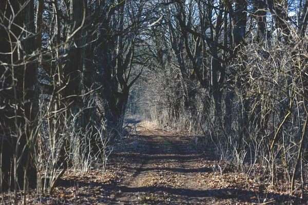 Camino Tierra Denso Bosque Místico Con Árboles Sin Follaje Tonificado —  Fotos de Stock