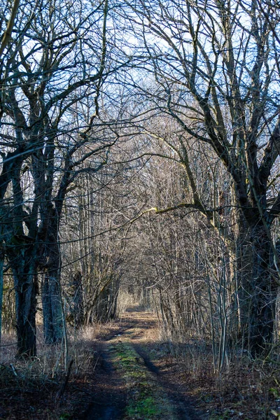 Estrada Terra Uma Floresta Mística Densa Com Árvores Sem Folhagem — Fotografia de Stock