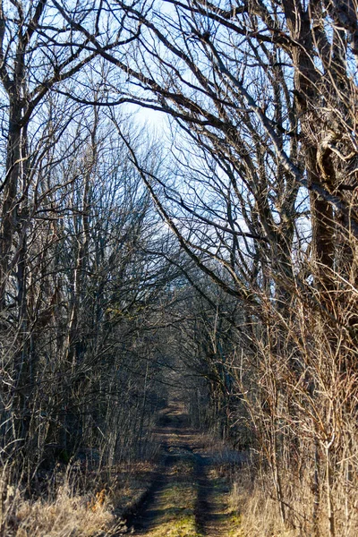 Špinavá Cesta Hustém Mystickém Lese Stromy Bez Listí — Stock fotografie