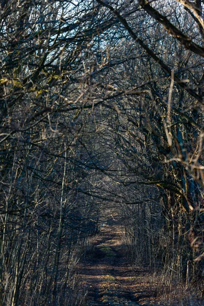 Špinavá Cesta Hustém Mystickém Lese Stromy Bez Listí — Stock fotografie