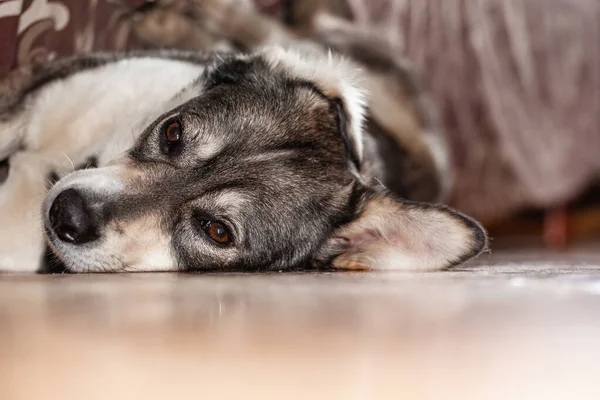 Gray Dog Sad Look Lies Floor Apartment Close — Stock Photo, Image