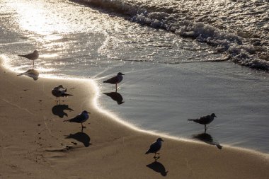 seagulls on the sand by the sea