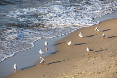 seagulls on the sand by the sea
