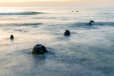 beautiful natural scene, wreckage of a relict forest at sea and long exposure waves