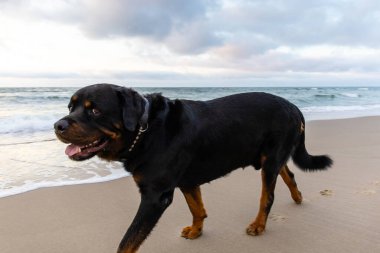 Sahilde denize karşı siyah rottweiler.