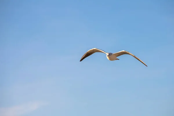 Witte Meeuw Vlucht Tegen Blauwe Lucht — Stockfoto