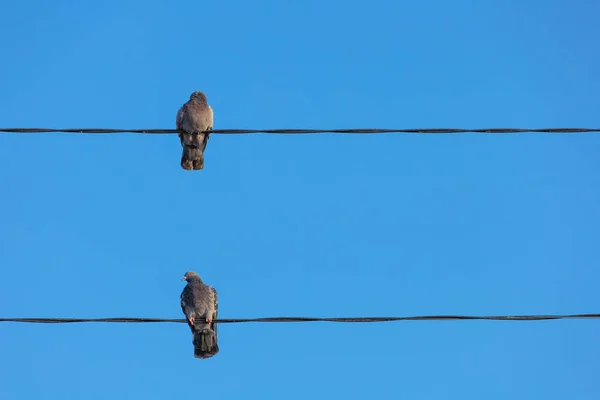 Pombos Fios Contra Céu Azul — Fotografia de Stock