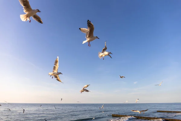 Eine Schar Möwen Wirbelt Himmel Über Dem Meer Und Bettelt — Stockfoto