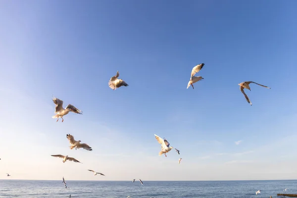 Eine Schar Möwen Wirbelt Himmel Über Dem Meer Und Bettelt — Stockfoto