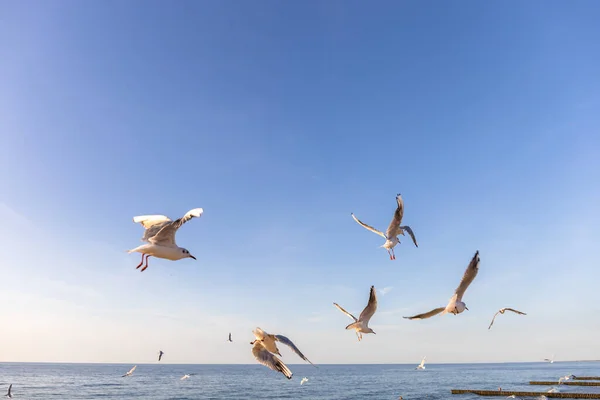 Eine Schar Möwen Wirbelt Himmel Über Dem Meer Und Bettelt — Stockfoto