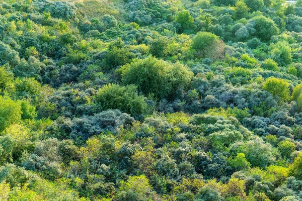 Верхний Вид Густого Ярко Зеленого Леса Лучах Восходящего Солнца Фон — стоковое фото