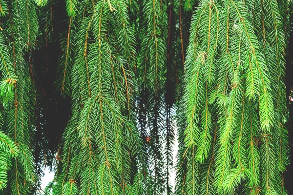 Зеленые Иголки Еловых Ветвях Фон — стоковое фото