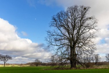 Doğal manzara, yeşil bir tarlada yaprakları olmayan yalnız büyük bir ağaç.