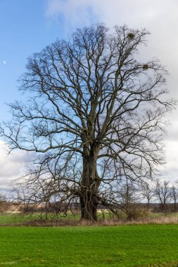 Doğal manzara, yeşil bir tarlada yaprakları olmayan yalnız büyük bir ağaç.
