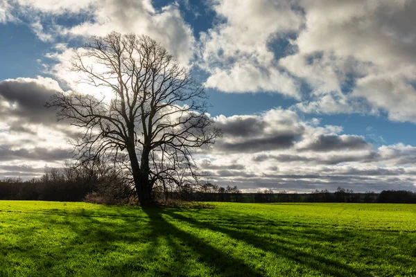 Naturligt Landskap Ett Ensamt Stort Träd Utan Blad Ett Grönt — Stockfoto