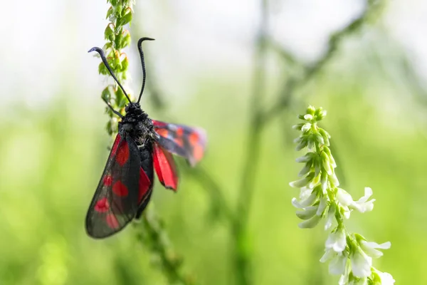 butterfly with red wings on a stalk