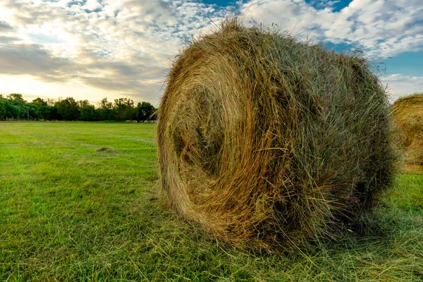 緑の野の乾燥干し草の丸い玉 — ストック写真